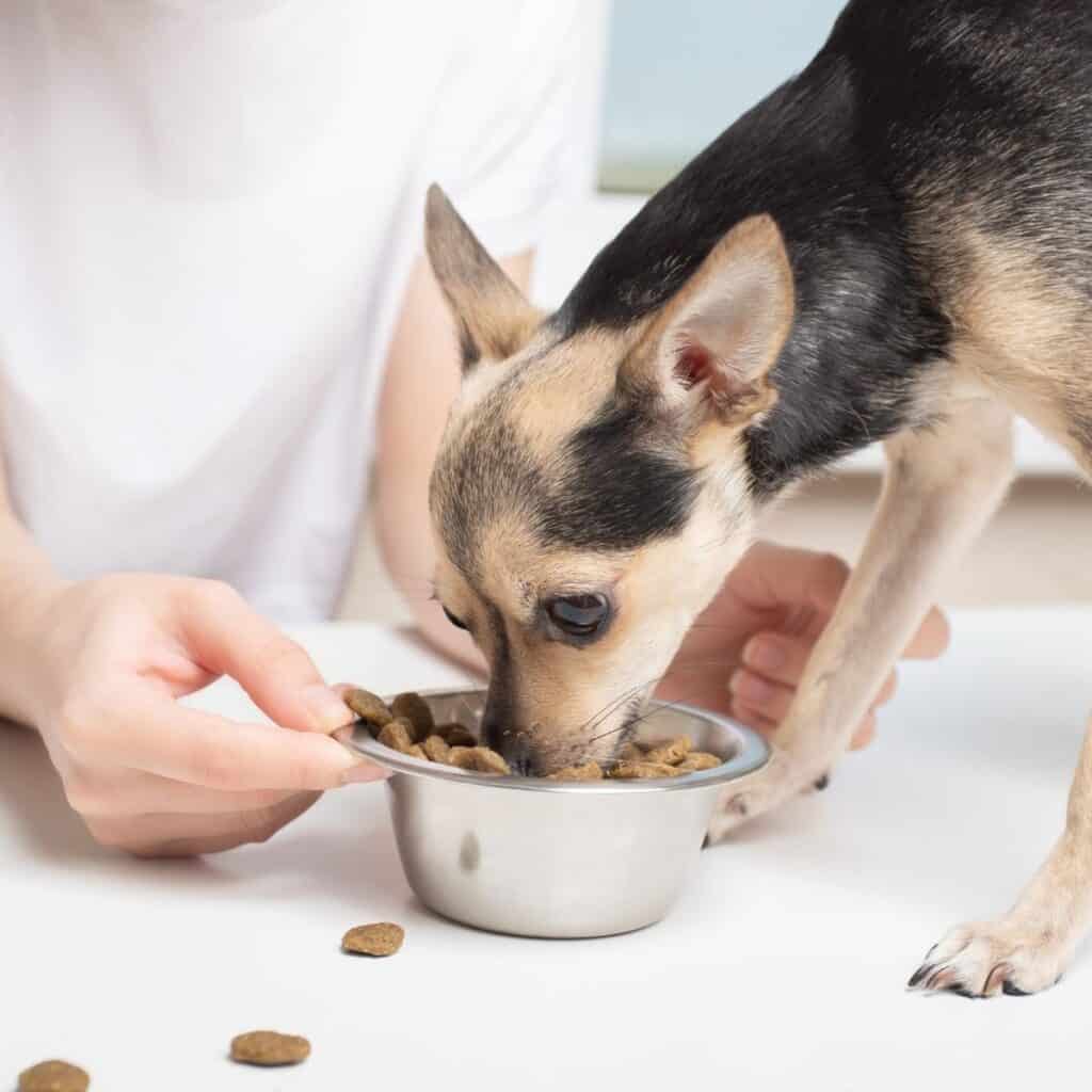 How To Transition A Dog From One Kibble to Another Kibble House that