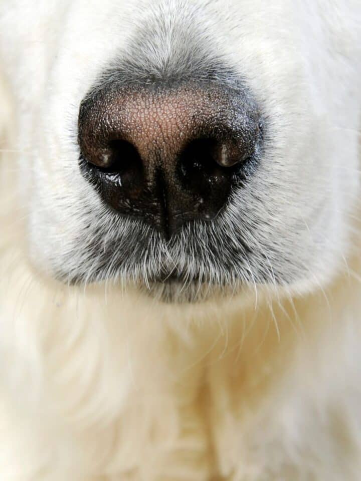 Can Dogs Smell Cancer in Humans
