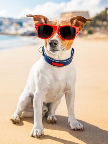10 Tips for Taking your Dog to the Beach