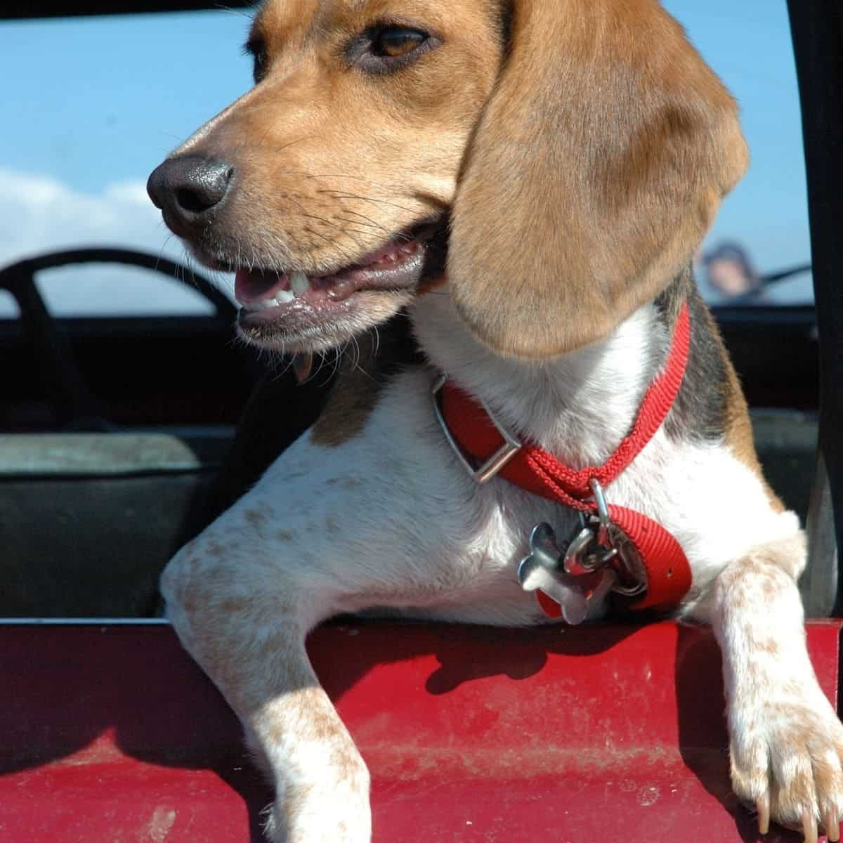 off-roading with your dog