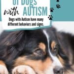 dogs with autism PINS