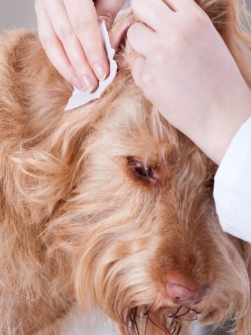 How to Treat Your Dog's Outer Ear Infections