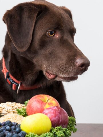 Favorite Dog Friendly Vegetables