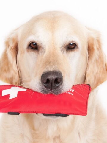 What to Know: Emergency First Aid for Dogs