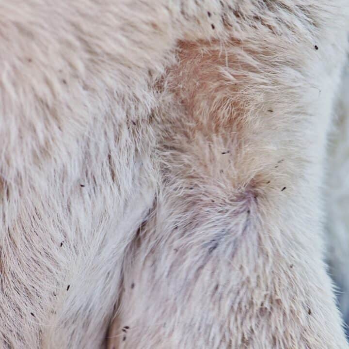 Picture of How to Deal with Dog's Flea Allergies or Flea Infestations - House that Barks