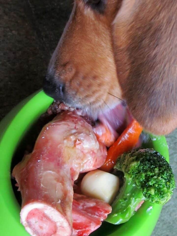 How to Feed Frozen Raw Dog Food