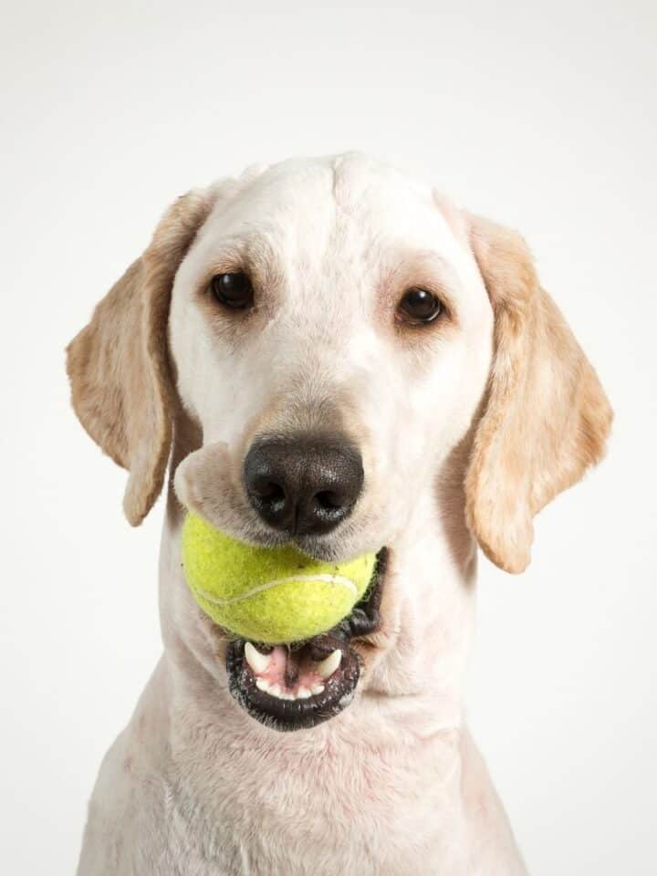 dog with ball for exercising