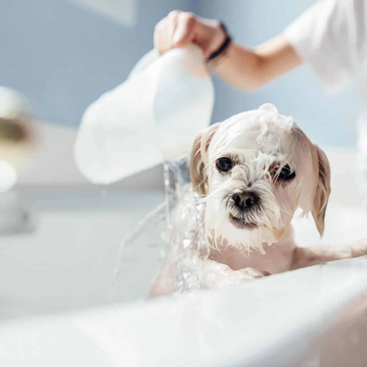 giving a dog a bath