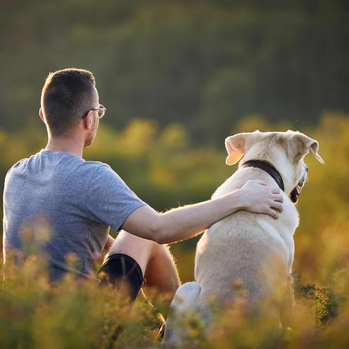 healing dogs owning a dog
