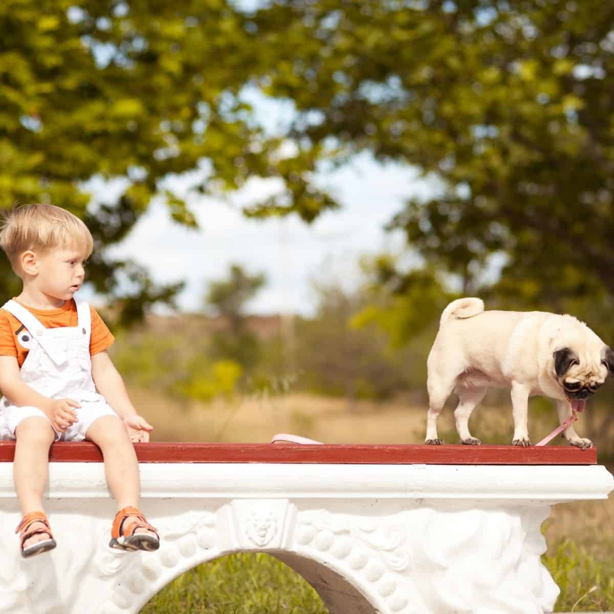 healing powers of dogs healing powers of dogs