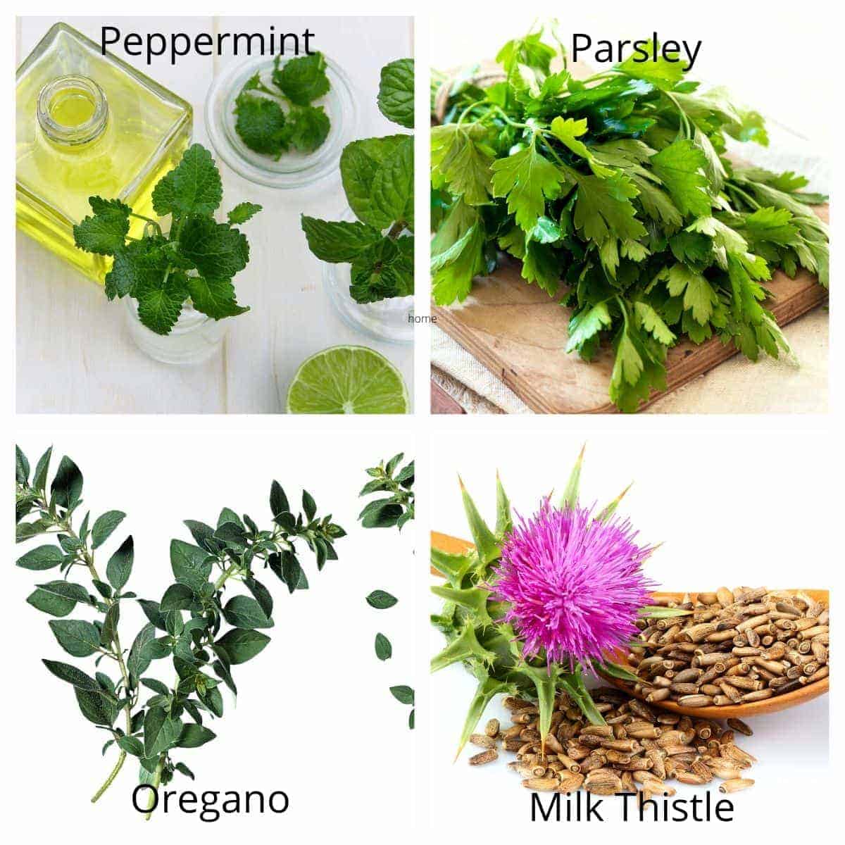 herbs good for dogs