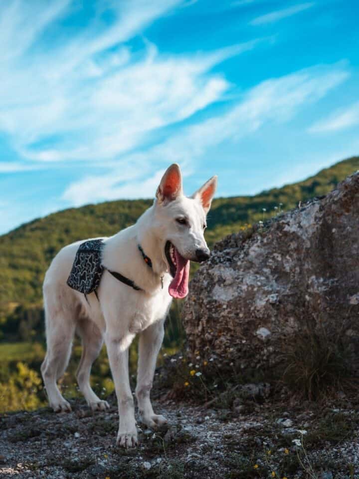 Hiking With Dogs Etiquette 101