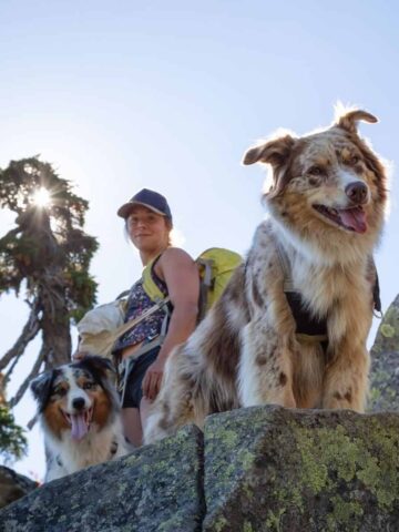 5 Essential Tips for Hiking or Backpacking with your Dog