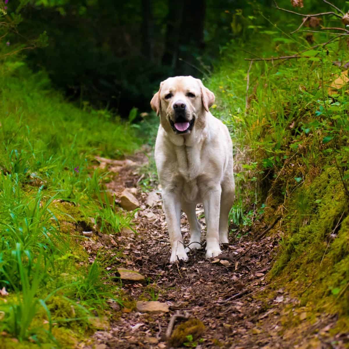 hiking etiquette with dogs