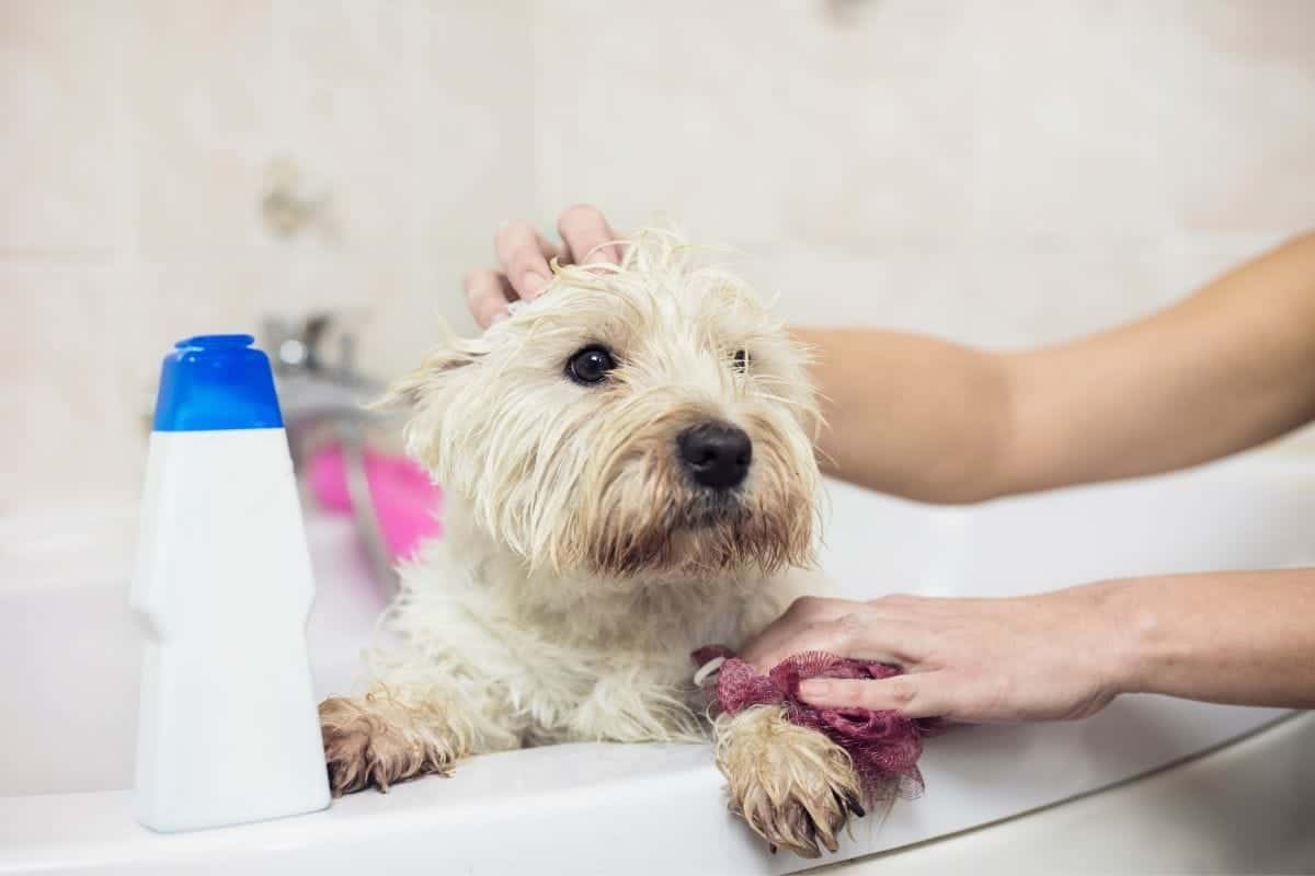 homemade dog shampoo