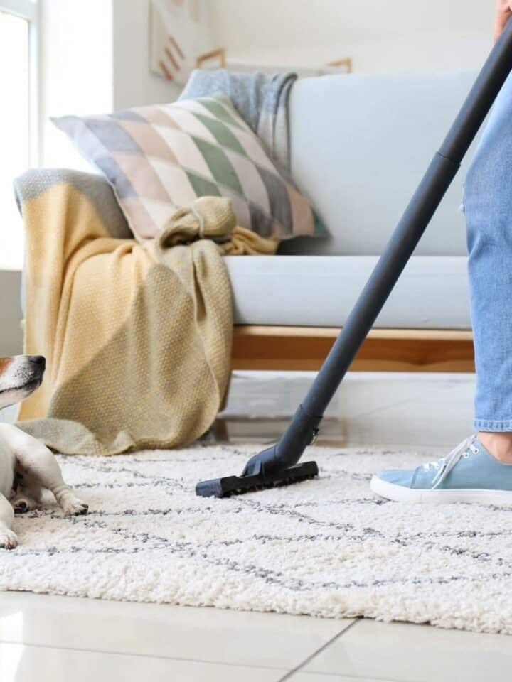 23 Best House Cleaning Tips for a Shedding Dog