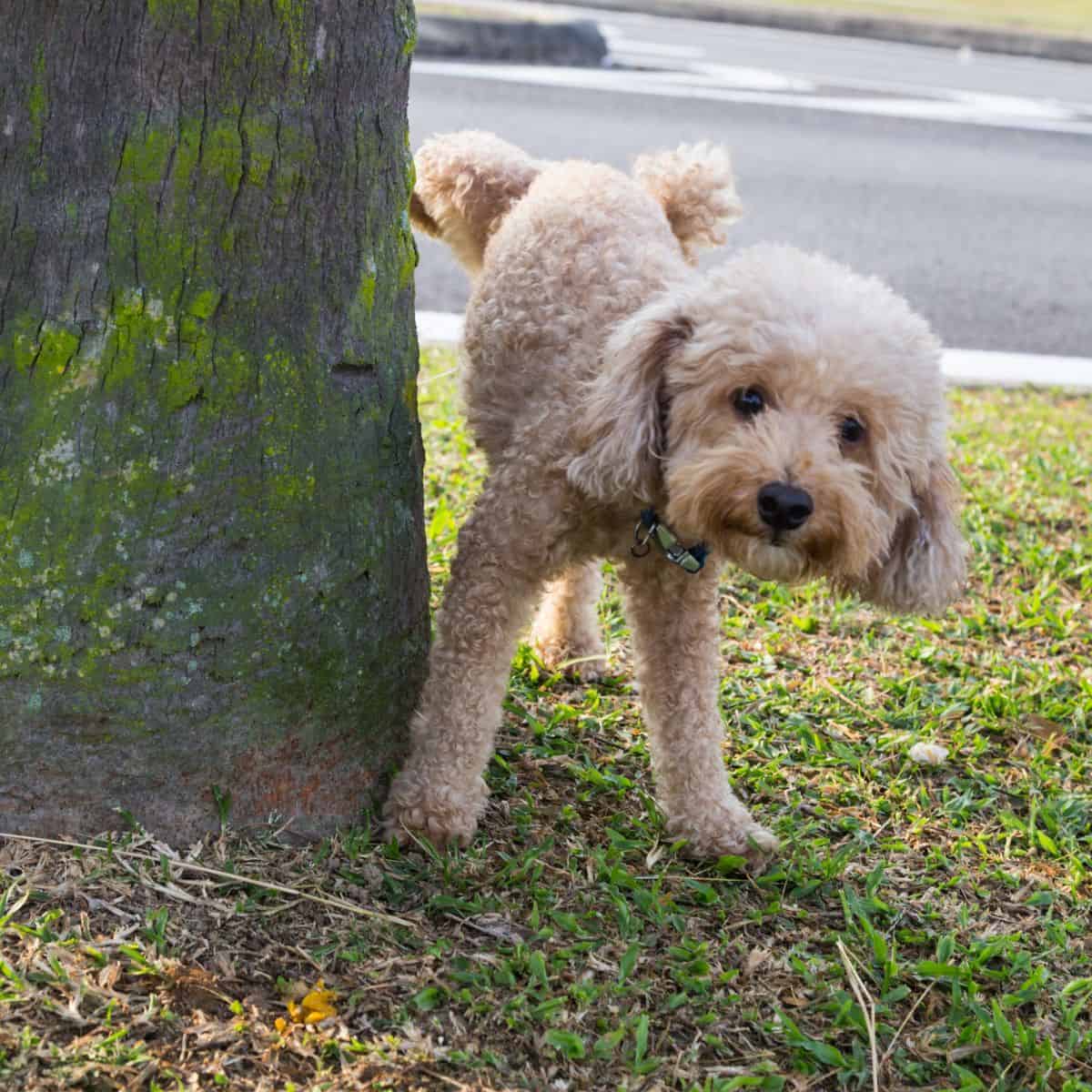 house training your puppy