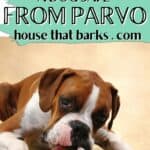 how to keep dog safe from parvo