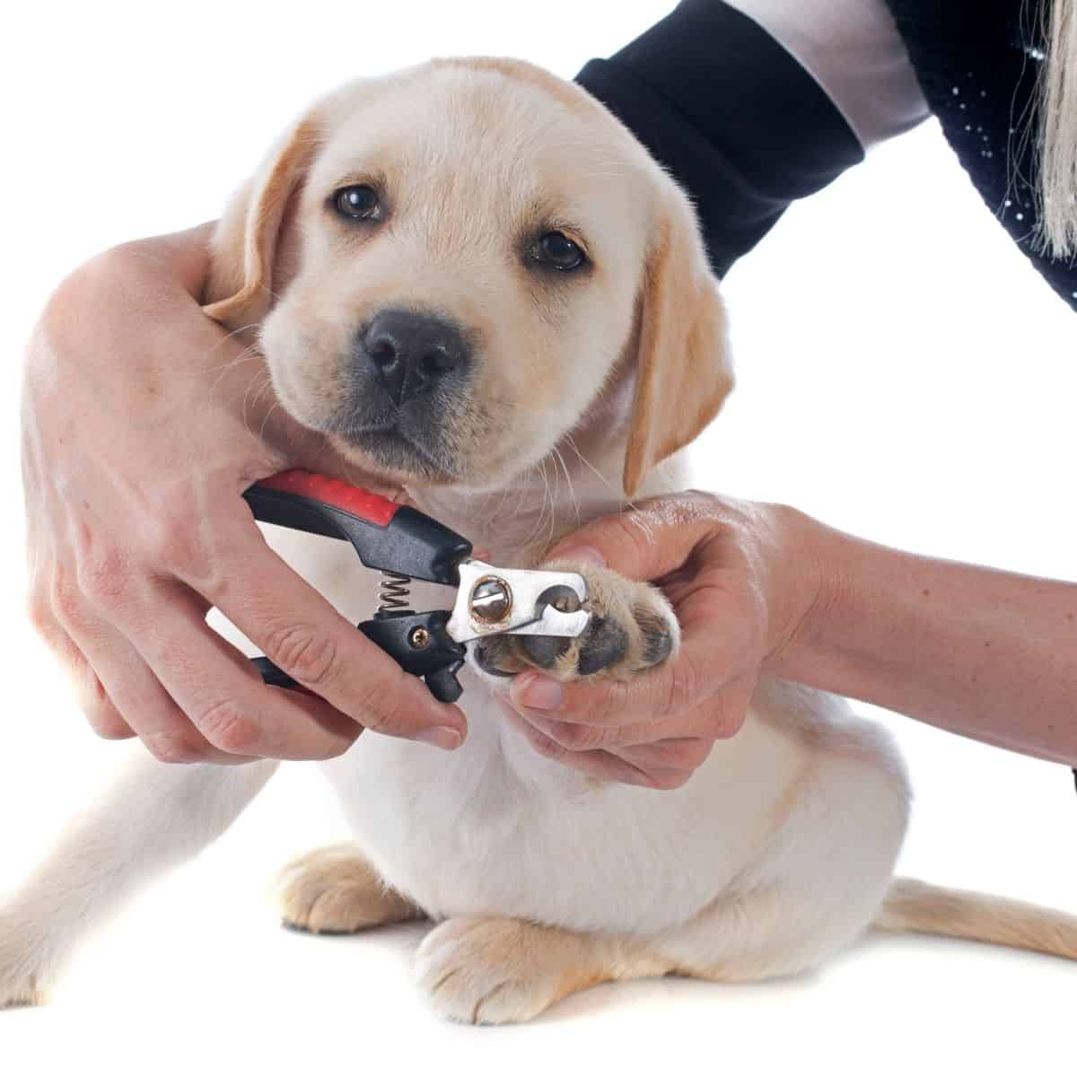 how to trim your dogs nails