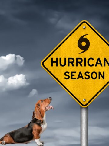 Hurricane safety for dogs