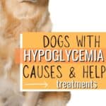 How to Help Hypoglycemia in Dogs