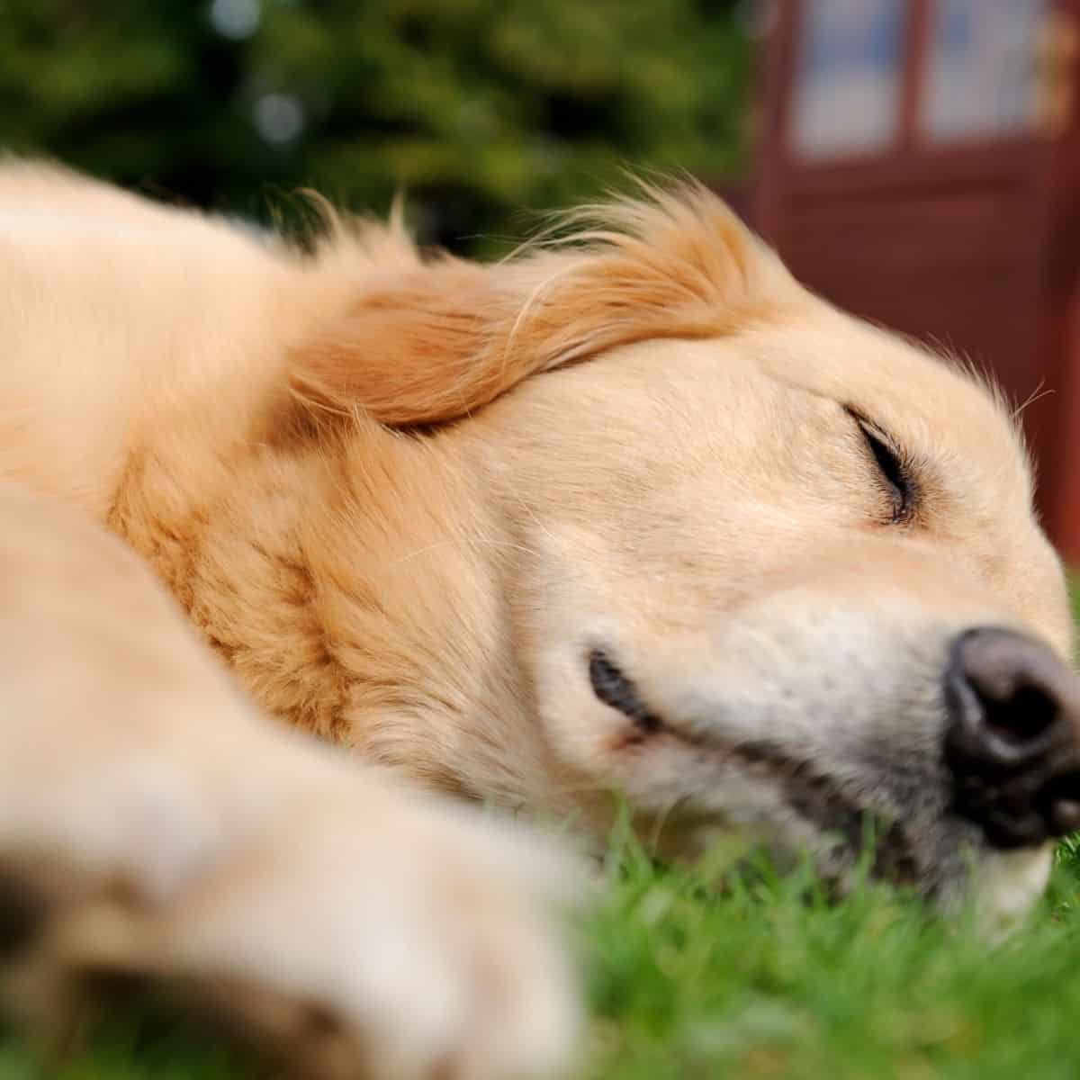 hypoglycemia in dogs