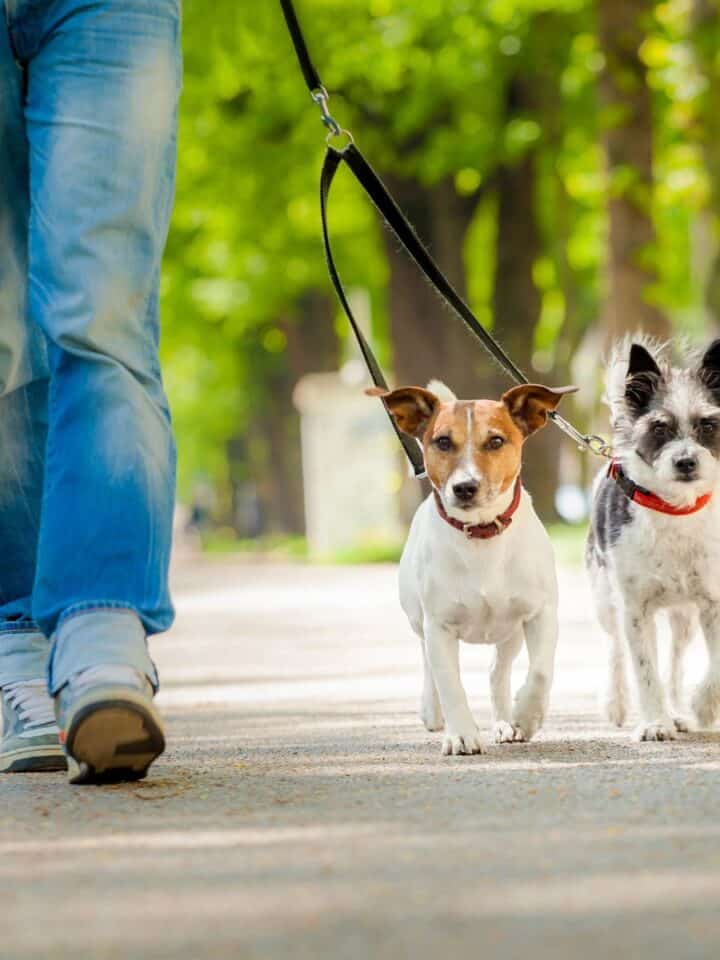 Paint Be Gone How to Remove Paint off your Dogs Coat and Paws House