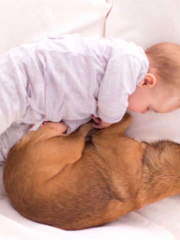 introduce baby to dog