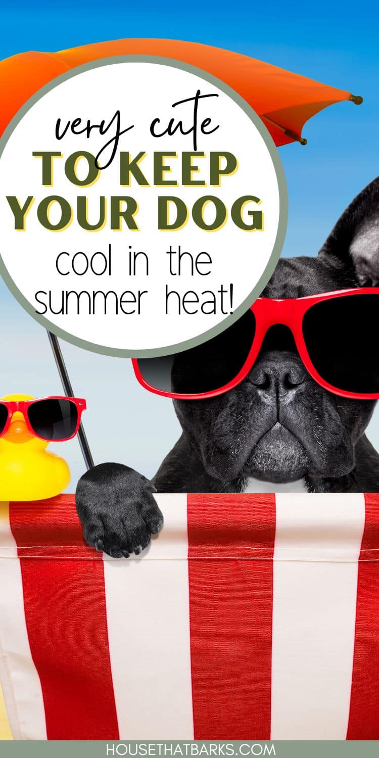 dogs cool in summer pin