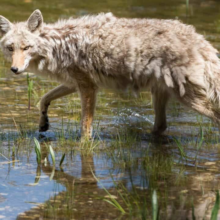 How to Keep Your Dog Safe From Coyotes - House that Barks