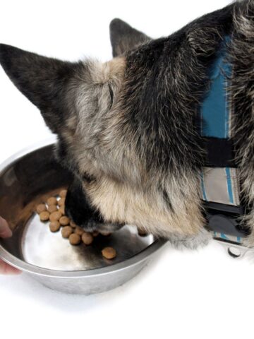 How To Transition A Dog From One Kibble to Another Kibble