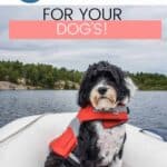 life jackets for dogs