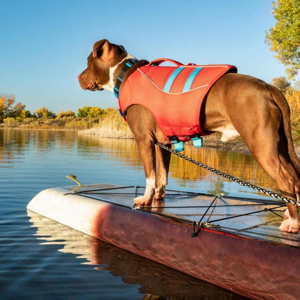 5 Of The Best Life Jackets For Dogs House That Barks