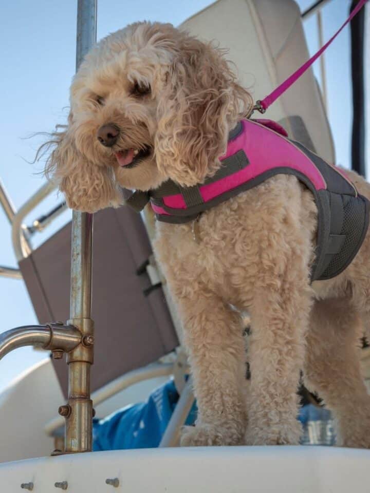 5 of the Best Life Jackets For Dogs