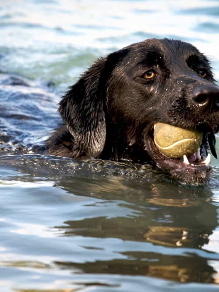 What is Limber Tail or Swimmers Tail in Dogs