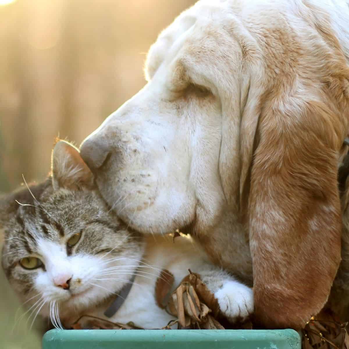 loss of a dog loss of a dog