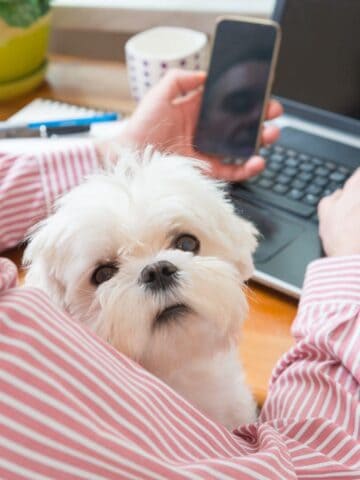 17 Ways to Make Money Working With Dogs