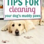 tips for cleaning paws