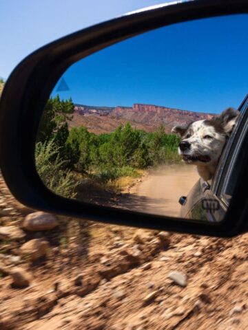 7 Tips for Off-Roading with your Dogs