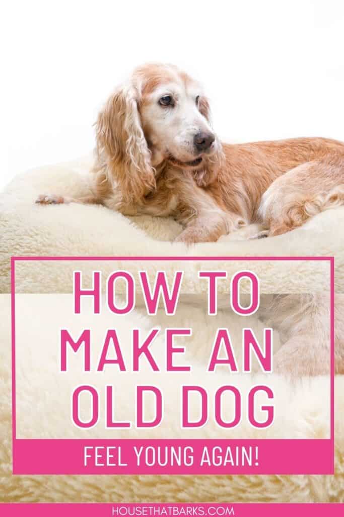 old dogs pin
