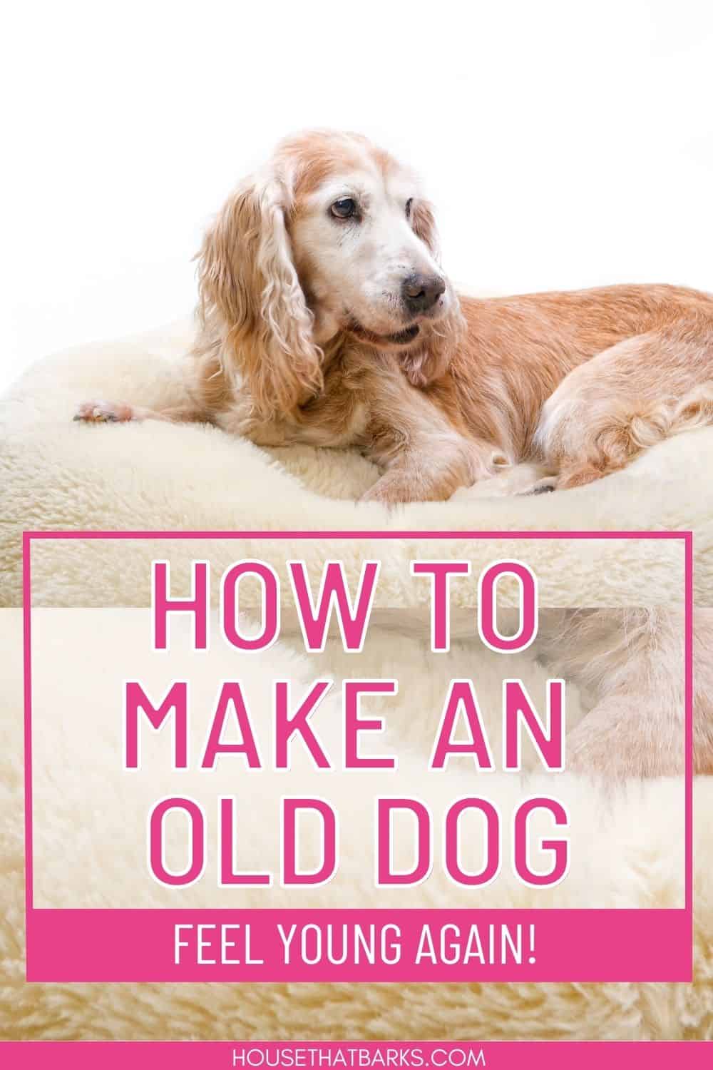 old dogs pin