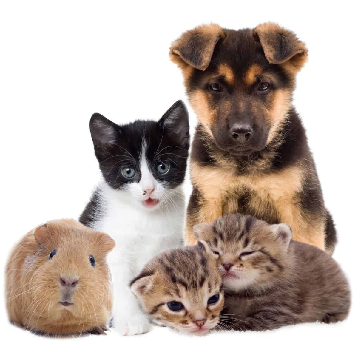 11 Benefits Of Owning A Pet House that Barks