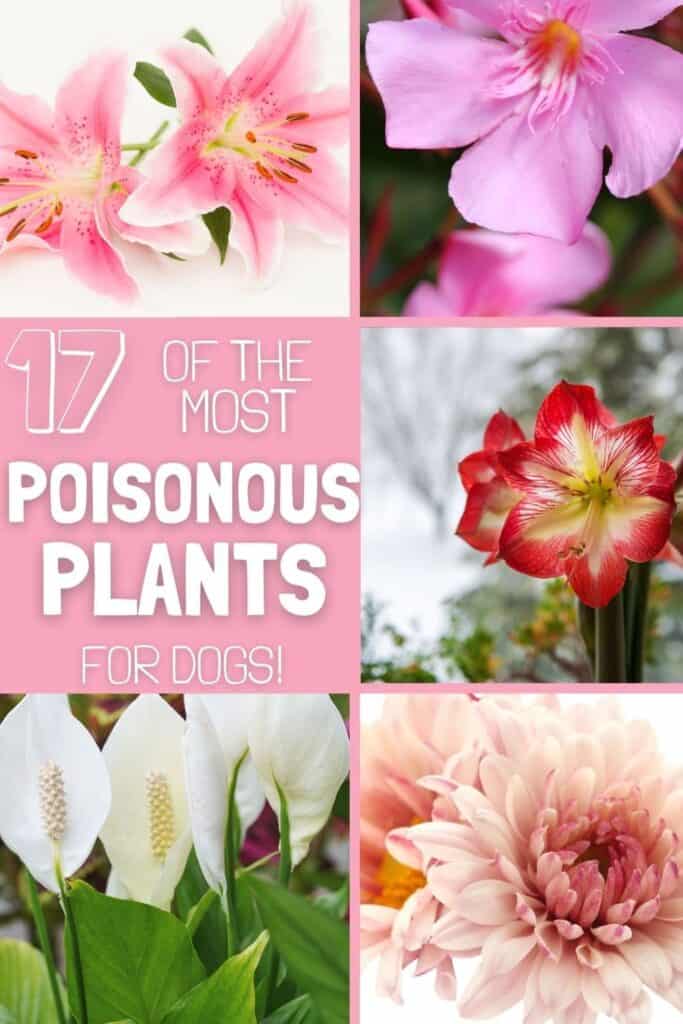 plants poisonous for dogs
