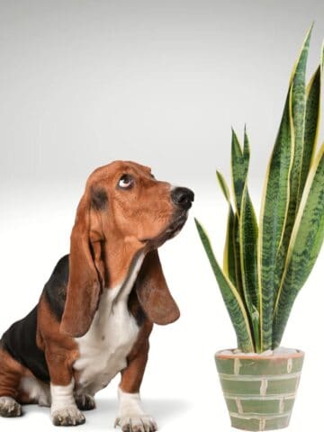 snake plants toxic to dogs?