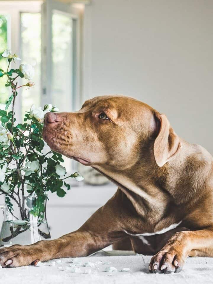 17 Poisonous Plants for Dogs and Cats