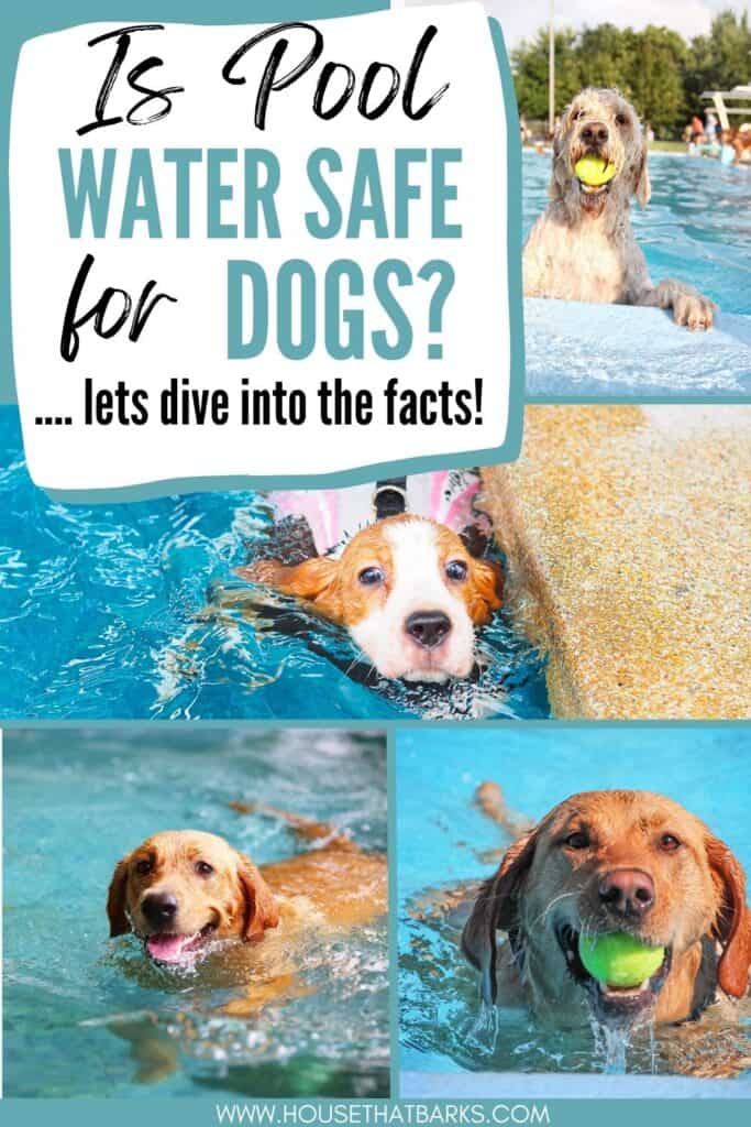 Is Pool water safe for Dogs