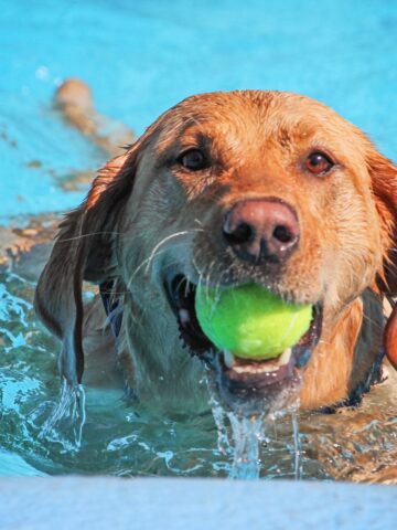 pool water safe for dogs