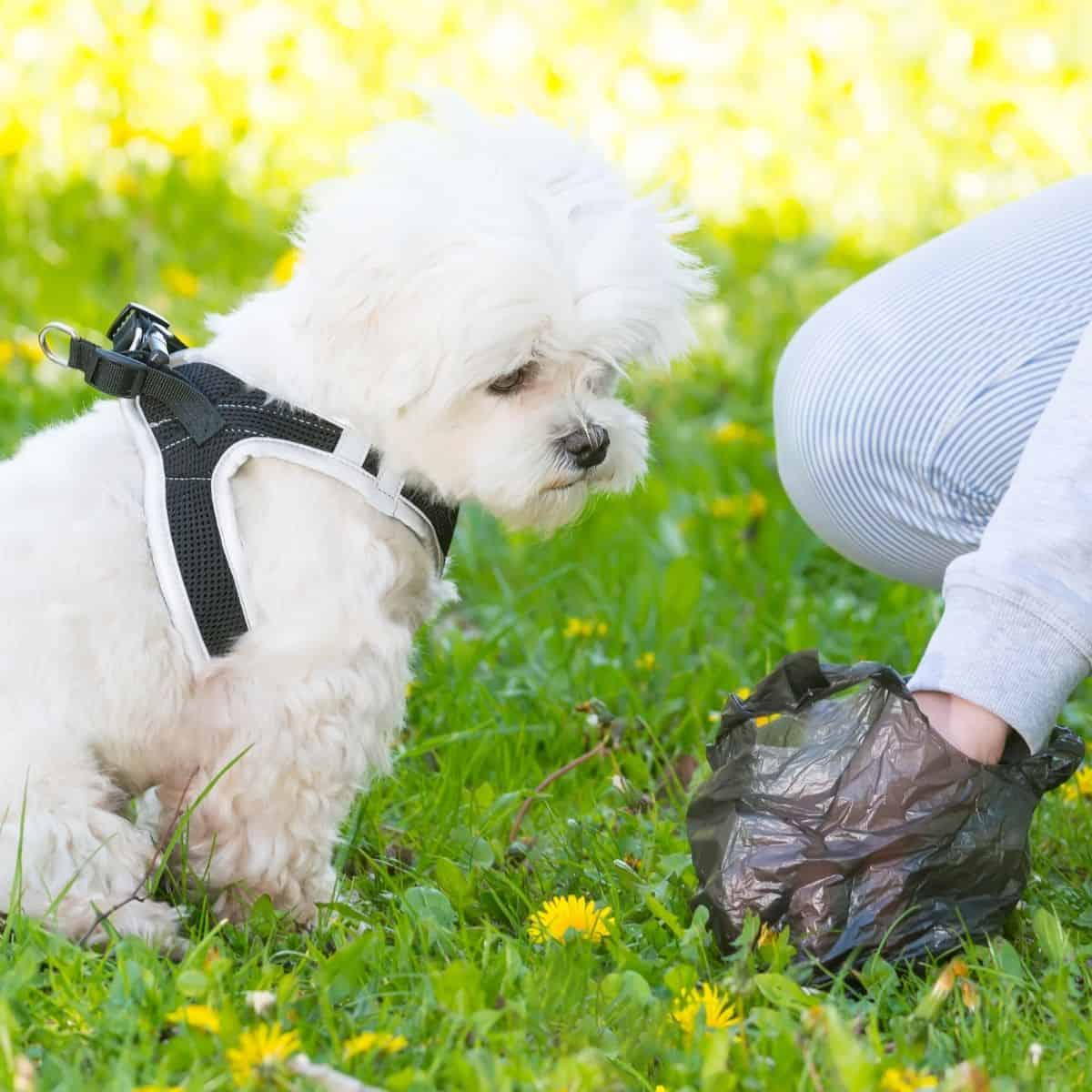 poop eating dogs