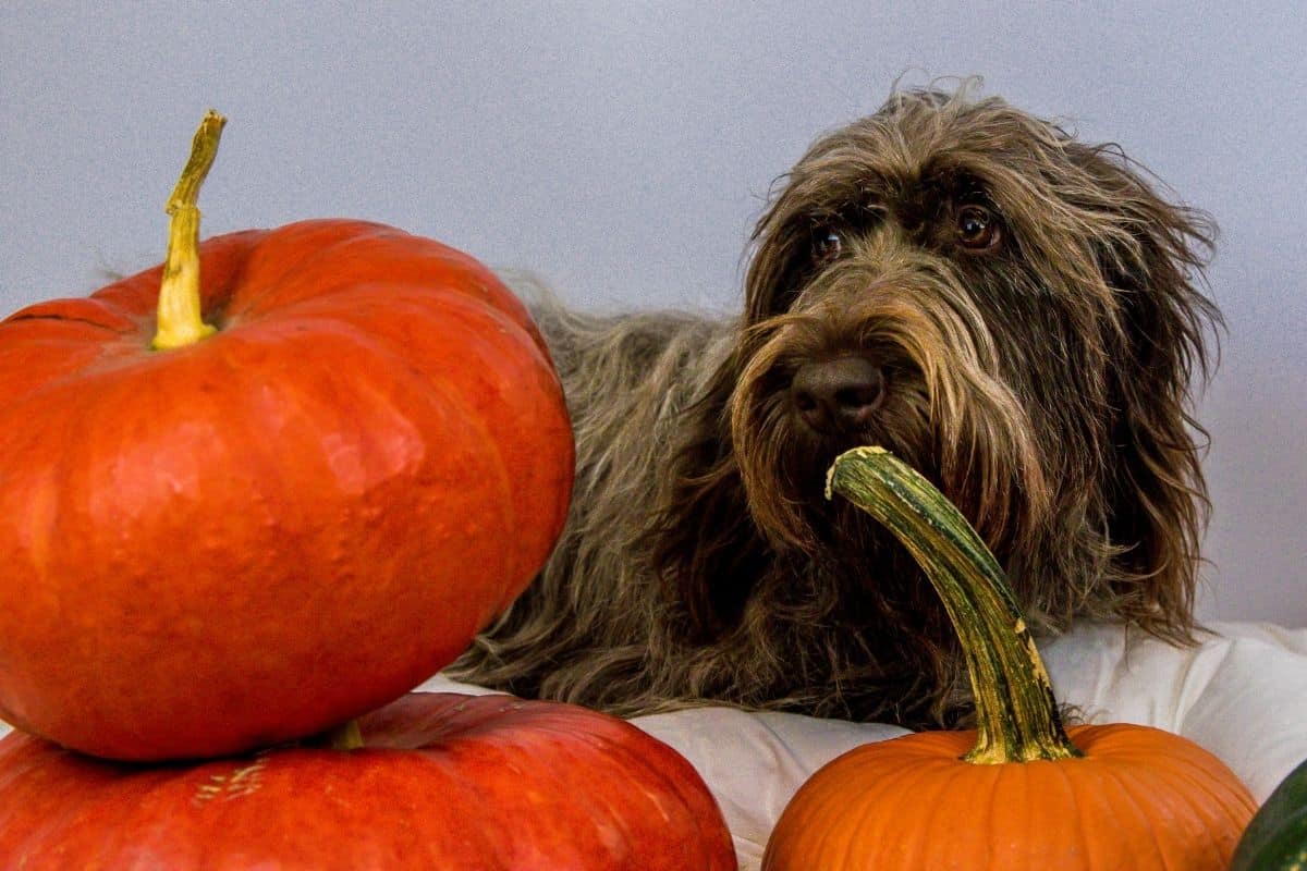pumpkin for dogs