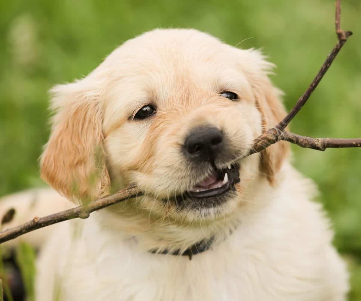 puppy playing